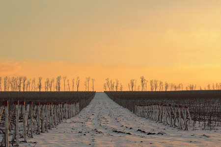 vineyard in winter snow-covered at sunsetの写真素材