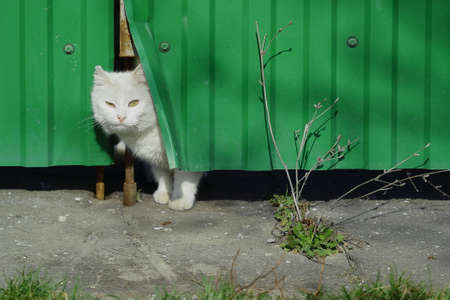 a white cat looks out of the doorway and squints in the sunの写真素材