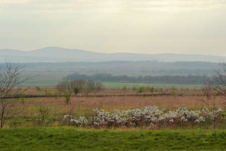 landscape view of the valley and flowering bushes in early spring against the background of mountainsの写真素材
