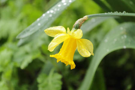 a yellow narcissus flower after rain on a background of green leaves with water dropsの写真素材