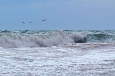 sea wave close-up and seagulls over the waveの写真素材