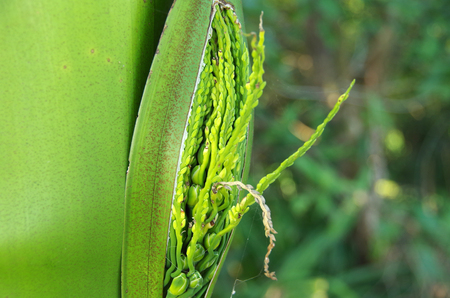 growing green plantの写真素材