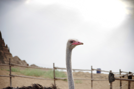 ostrichの写真素材