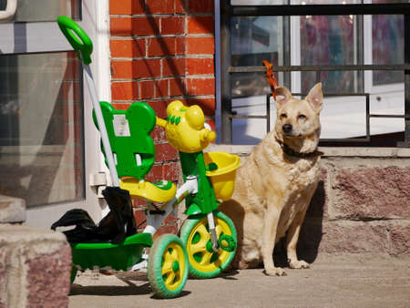 A dog waiting his masterの写真素材