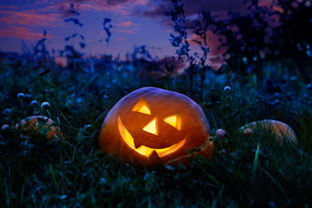 Halloween pumpkin at night lying on a pumpkin field.の写真素材