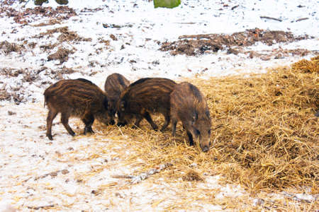 Wild Boar in its First Yearの写真素材