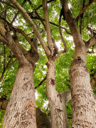 low angle view of trees
