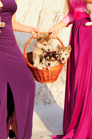 Puppies of Alaskan malamute close-up in a basket among sand in summerの写真素材