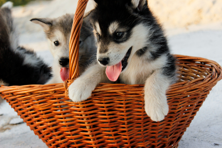 Puppies of Alaskan malamute close-up in a basket among sand in summerの写真素材