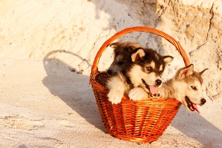 Puppies of Alaskan malamute close-up in a basket among sand in summerの写真素材