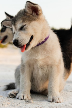 Puppies of the Alaskan malamula close-up on sand in summerの写真素材