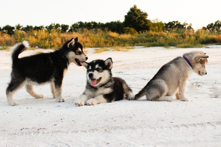 Puppies of the Alaskan malamula close-up on sand in summerの写真素材