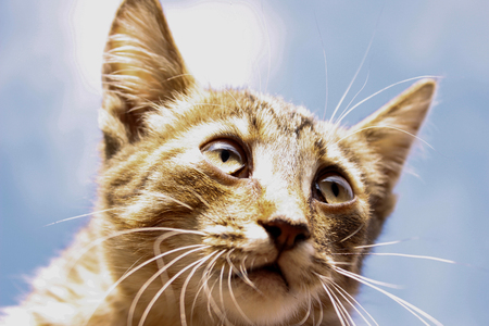 Portrait of a striped kitten against a blue sky. Closeupの写真素材
