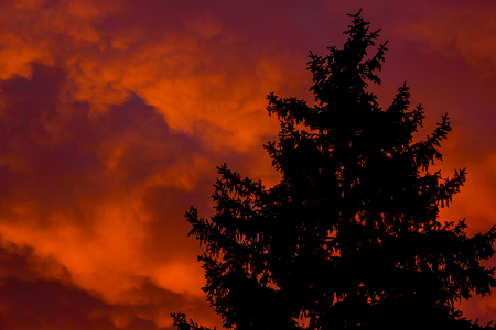 silhouette of a Christmas tree on a sunset backgroundの写真素材