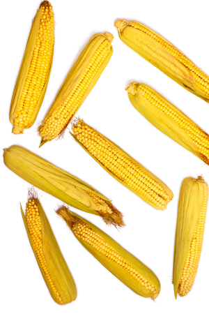 Corn isolated on white background. Collection of corn. Abstraction. View from aboveの写真素材