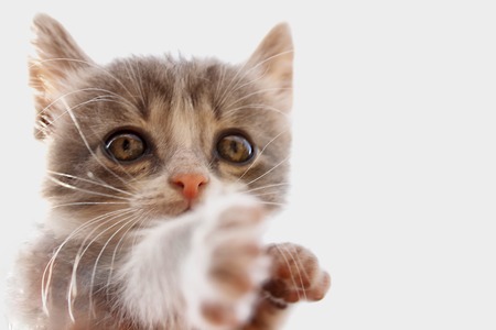 Portrait of a striped gray kitten against a blue sky.の写真素材