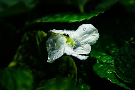 White Flower. white flowers in drops after the rain. Side view, close-upの写真素材