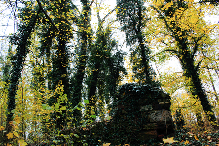 The trunks of pines covered with curly green ivy in forest. Fairy-tale forest in summer and autumn. Forest Landscapeの写真素材