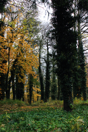 The trunks of pines covered with curly green ivy in forest. Fairy-tale forest in summer and autumn. Forest Landscapeの写真素材