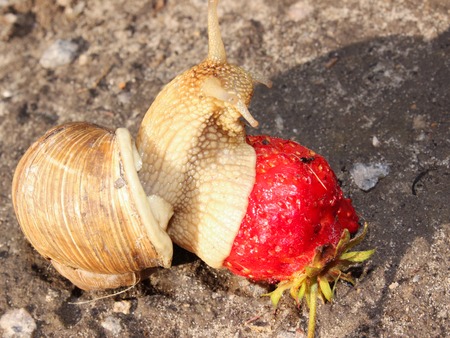 A large snail amongst the dandelion eats strawberries. Side viewの写真素材