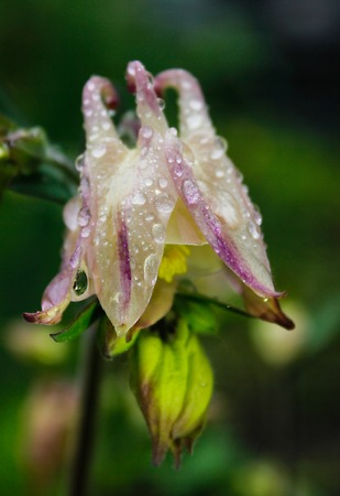 flower of aquilegia in drops after rain. close-upの写真素材