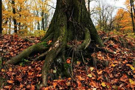tree roots and sunshine in a green forest. autumnの写真素材