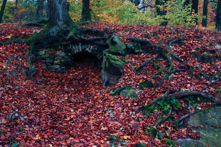 tree roots and sunshine in a green forest. autumn. old architectureの写真素材