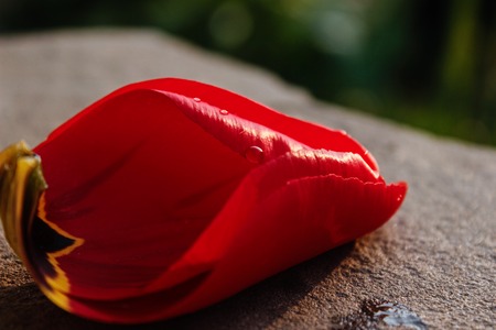 Water drops on a petal of a red tulip. Close-up. Petal on the asphaltの写真素材