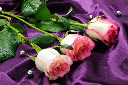 a bouquet of three roses and silver pearls on a purple satin background. Card. Love. Valentine's Day. Women's Day. Side view, close-upの写真素材