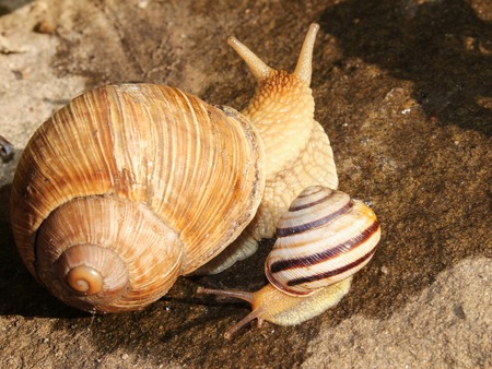 two snails of different sizes on the street.の写真素材
