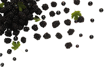 Blackberries isolated on white background fresh collected