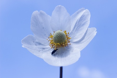 Three leaved Anemone flower against blue skyの写真素材