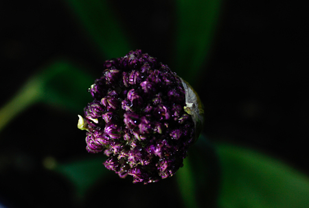 Purple flower after the rainの写真素材
