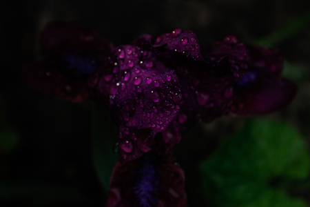 Bearded iris flower after rainの写真素材