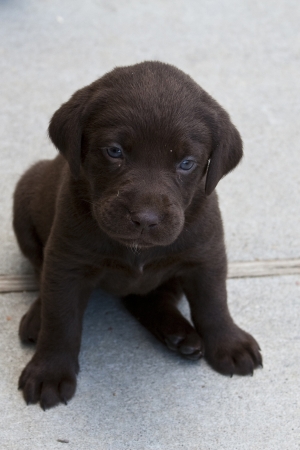 Chocolate Brown Labrador Puppy の写真素材