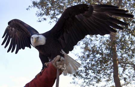 The Eagle Flies in Lake Placid, Floridaの写真素材