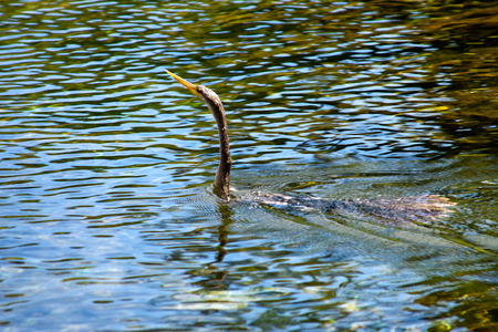 An Ahinga Spotted in Wakulla Springs State Park, Floridaの写真素材