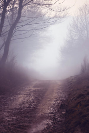 Foggy road in the forest at early morning. Landscape.の素材