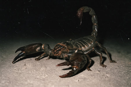 A close-up of a large scorpion with raised pincers, poised on sandy ground in a defensive stance....