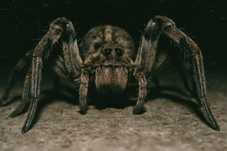 A macro close-up of a large brown wolf spider captured from a low frontal perspective. The spider's...
