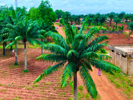Landscape with palm trees
