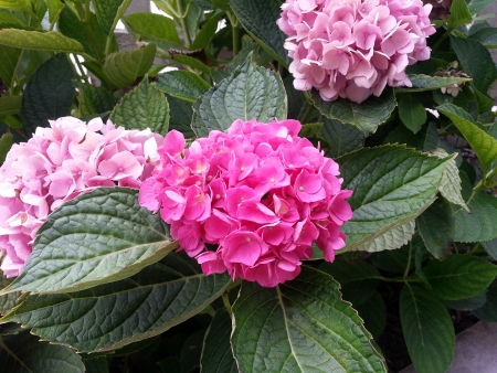 Lovely Pink Hydrangea Flowersの写真素材