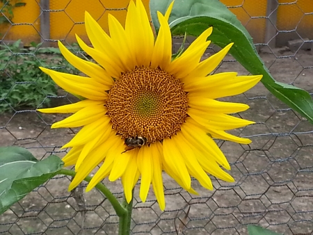Bumble Bee Gathering Pollen   Nectar From Sunflowerの写真素材