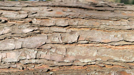 Tai'an, Houli, Taichung, Taiwan Pinus sylvestris