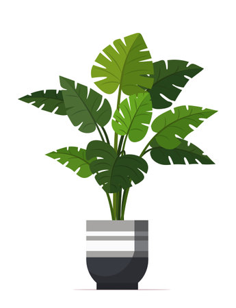 A mostera plant isolated on the white background. Exotic plant - Monstera Deliciosa. tropical house plant.のイラスト素材