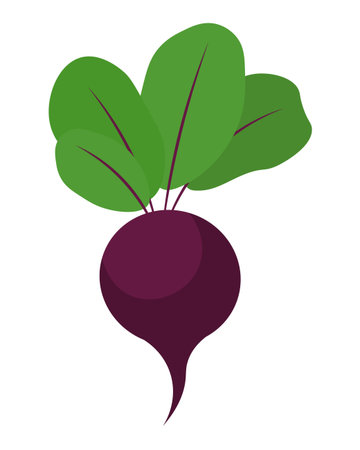 Fresh beetroot with leaves isolated on white background. Organic root vegetable full of nutrients. Vector Not AI generatedのイラスト素材