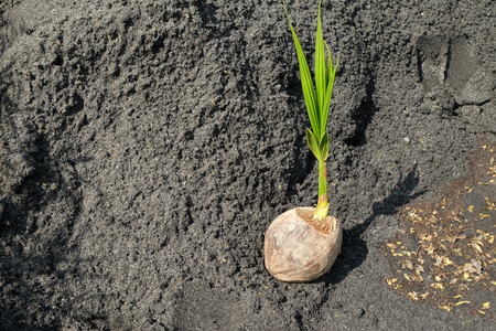 Coconut with new young leafの写真素材