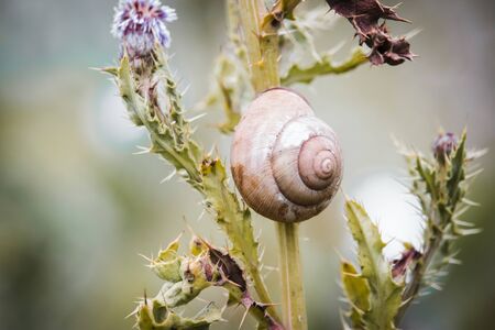Sleeping snail