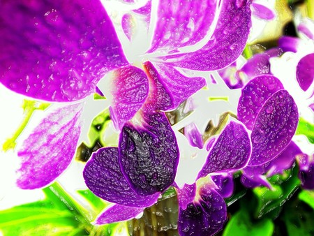 Orchid;Thailandの写真素材