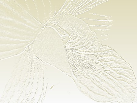 Orchid;Thailandの写真素材